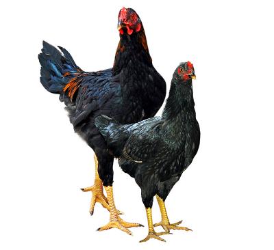 Bán sỉ gà dabaco
