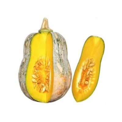 Bí Đỏ Hữu Cơ (Bí Hồ Lô) -700g