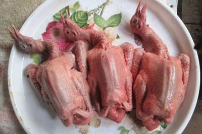 Bồ Câu Giá Sỉ