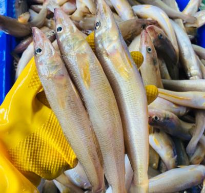 Cá Bóng Đục (Kg)