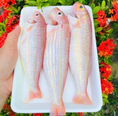 Cá Đổng Tươi (kg)