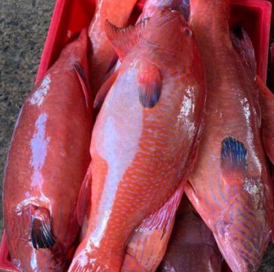 Cá Mú Đỏ (Kg)