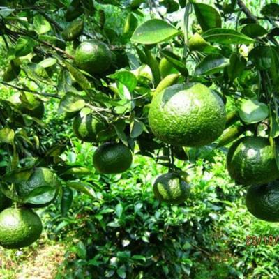 CAM SÀNH (Giá sản phẩm đổi sau 48 H)