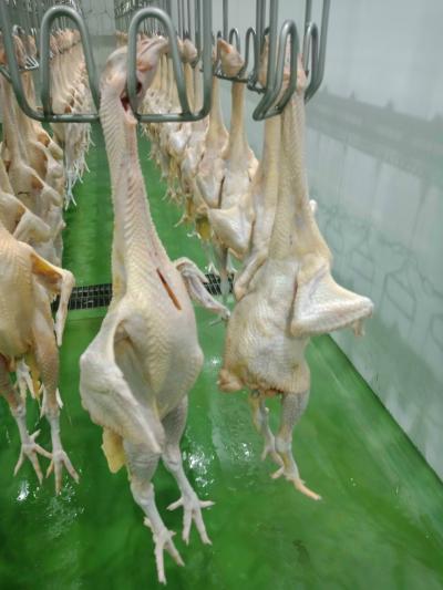 Cung Cấp, Bán Gà Thả Vườn - Tam Hoàng Sỉ Lẻ Rẻ Nhất Tp HCM