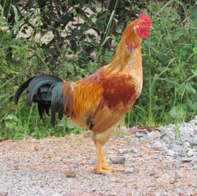 Cung Cấp Gà Ta Thả Vườn, Vịt Siêu Thịt Cho Các Lò Mổ, Nhà Hàng