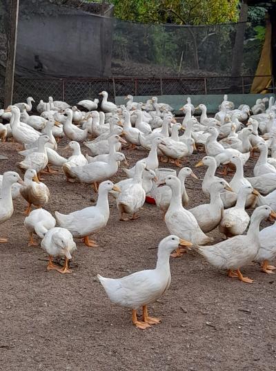 Cung Cấp Gà Vịt Giá Sỉ Miền Nam