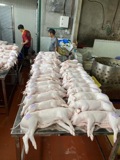 Cung Cấp Heo Sữa Quay Giá Rẻ
