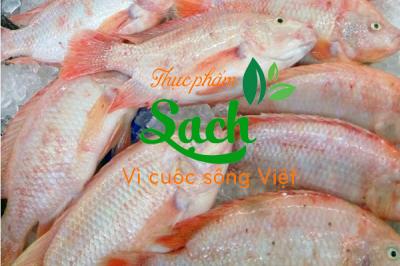 Cung cấp sỉ cá diêu hồng tphcm