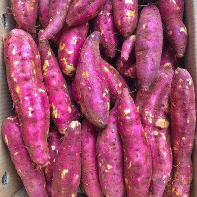 KHOAI LANG NHẬT (Giá sản phẩm đổi sau 48 H)