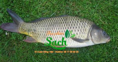 Mua bán Cá chép sỉ tphcm