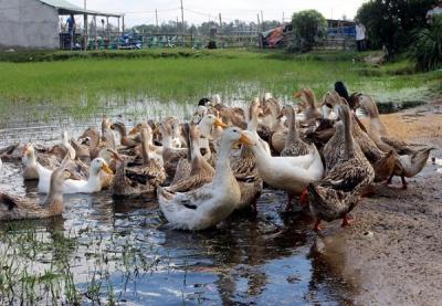 Mua Bán Các Loại Vịt Xiêm, Vịt Cỏ Nuôi Thịt Giá Rẻ