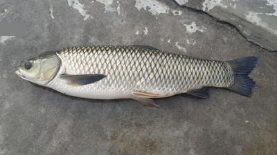 Mua bán sỉ cá chắm cỏ đông lạnh