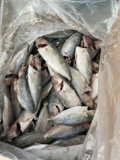Mua bán sỉ cá nục suôn