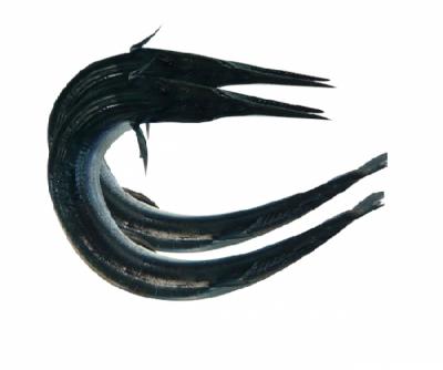 Mua bán sỉ cá xương xanh