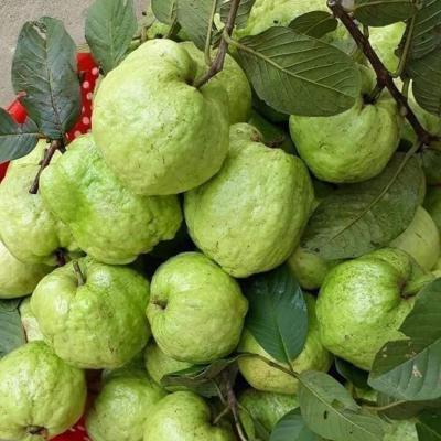 Mua bán sỉ ổi nữ hoàng tại tphcm