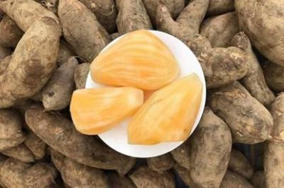 Mua Bán sỉ Sâm Đất