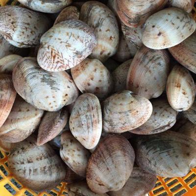 Nghêu hai cồi