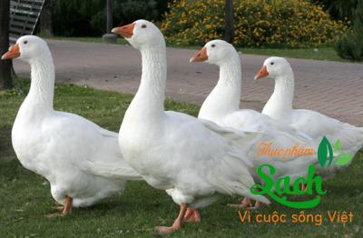 Ngỗng Làm Sạch
