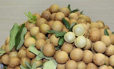 Nhãn Xuồng Cơm Vàng ( Giá sản phẩm đổi sau 48 H)