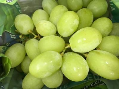 Nho xanh Autumn Victor