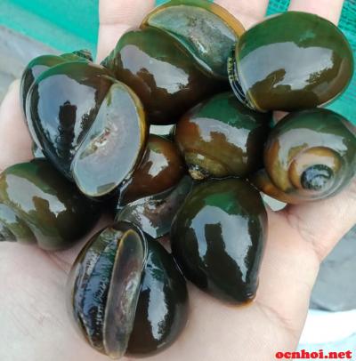 Ốc bươu đen Ốc nhồi ( kg )