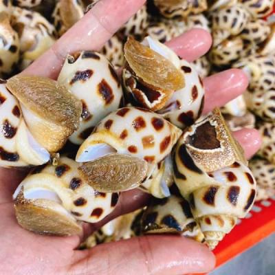 Ốc Hương Sống (70-80 con/kg)