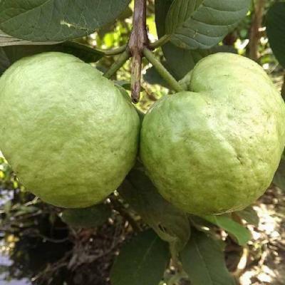 ỔI NỮ HOÀNG (Giá sản phẩm đổi sau 48 H)