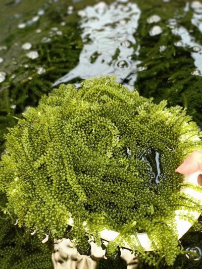 Phân Phối sỉ dong biển