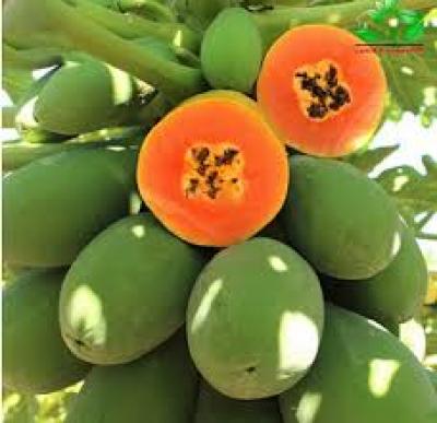QUẢ ĐU DỦ RUỘT ĐỎ (Giá sản phẩm đổi sau 48 H)