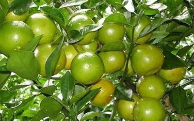 Quýt Đường Lai Vung