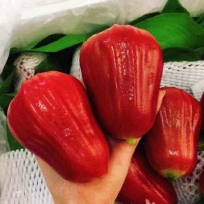 Roi đỏ An Phước