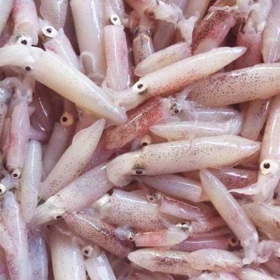 Sỉ Mực Ghim Sữa