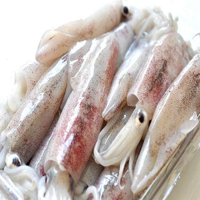 Sỉ Mực Ống Nguyên Con