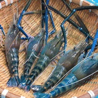 Tôm Càng Xanh Sống (10-12con)