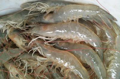 Tôm Thẻ Tươi ( 41 - 50 con )