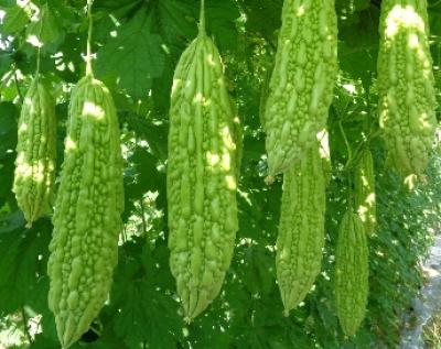 TRÁI KHỔ QUA - MƯỚP ĐẮNG (Giá sản phẩm đổi sau 48 H)