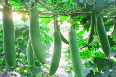 TRÁI MƯỚP HƯƠNG (Giá sản phẩm đổi sau 48 H)