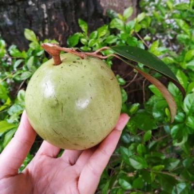 Vú sữa Lò Rèn ( Giá sản phẩm đổi sau 48 H)