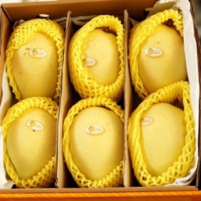 xoài cát chu Đồng Tháp